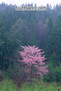 亚洲冠军联赛苏格兰猛龙上海光环相持不下