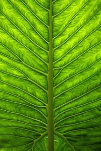 国际足球盛宴在欧洲继续进行中